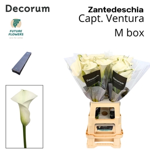 Zant Capt Ventura Medium Box 70 Cm 40 St.