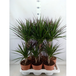 Dracaena   ...mix