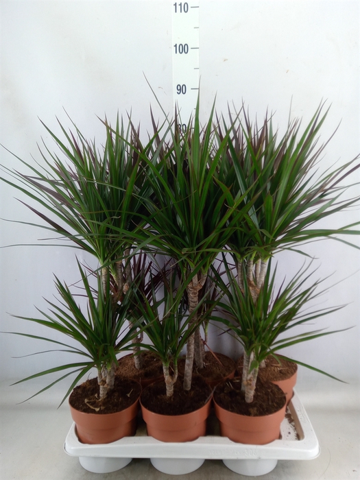 <h4>Dracaena   ...mix</h4>