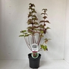 Leycesteria formosa