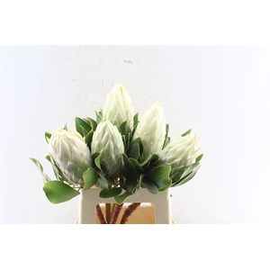 Protea Cy Full Moon