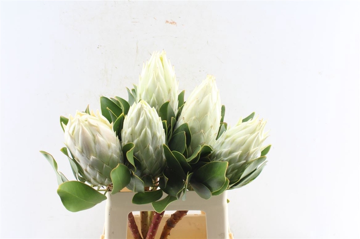 <h4>Protea Cy Full Moon</h4>