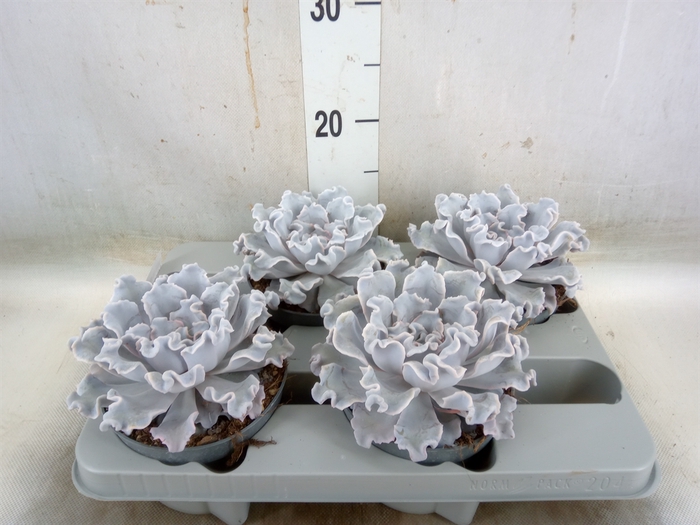 <h4>Echeveria   ...</h4>