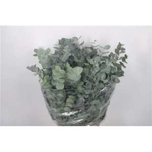 Euc Cinerea Per Bunch 400 Gram Extra