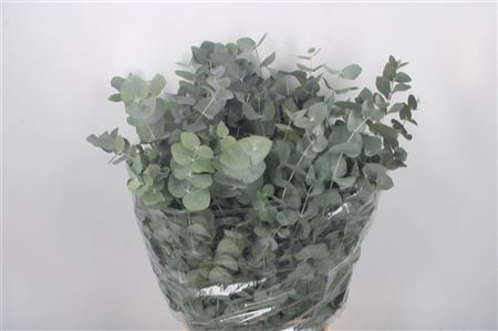 <h4>Euc Cinerea Per Bunch 400 Gram Extra</h4>