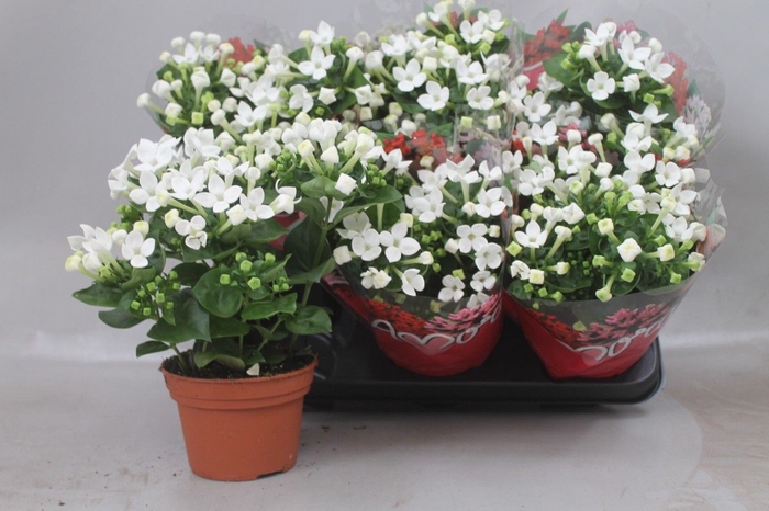 <h4>BOUV BELLEV SNOW WHI</h4>