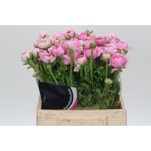 Ranunculus Charm Pink