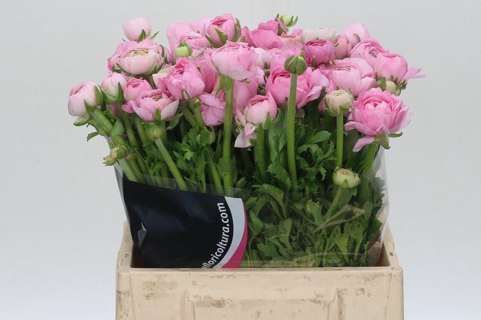 <h4>Ranunculus Charm Pink</h4>