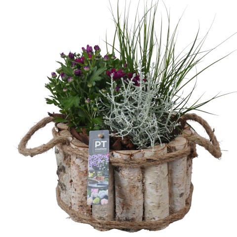 <h4>PTSO7201 Arrangementen Tuinplanten</h4>