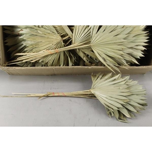 Df Palm Sun Medium Natural