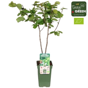 Corylus Rode Zellernoot Bio P19