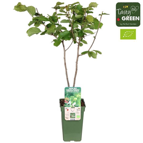 <h4>Corylus Rode Zellernoot Bio P19</h4>
