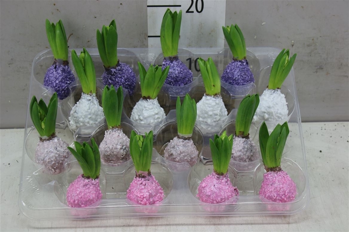 <h4>Hyacinthus Wax Korrel Pastel Mix</h4>