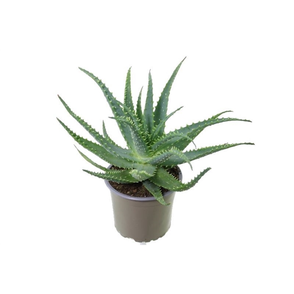 <h4>Aloe arborescens</h4>