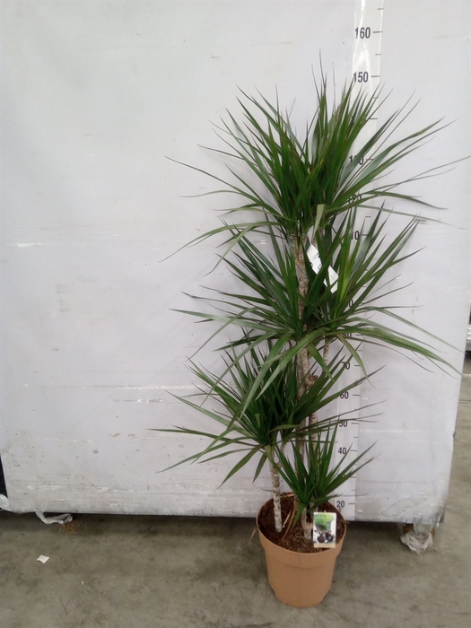 <h4>Dracaena marg.</h4>