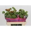 Ranunculus Romance Crown Bastille