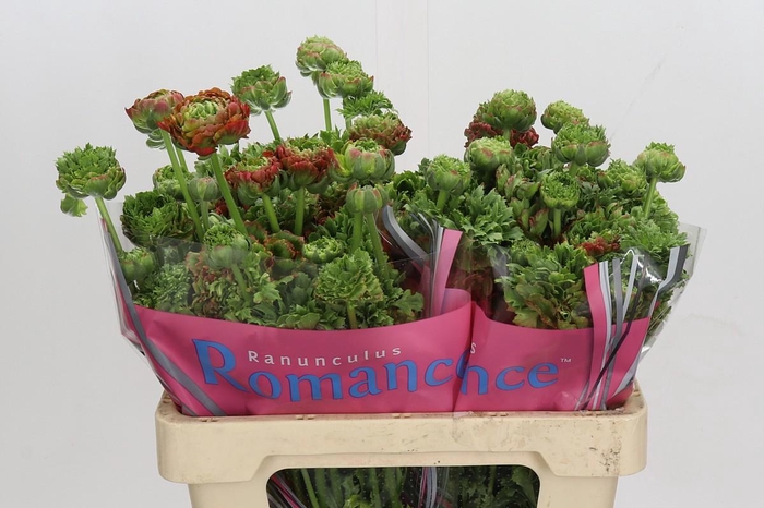 Ranunculus Romance Crown Bastille