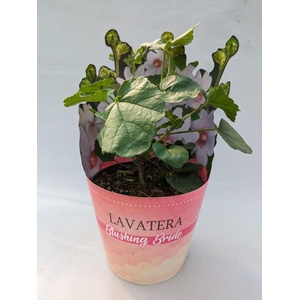 Lavatera 'Blushing bride ' 17 cm in potcover