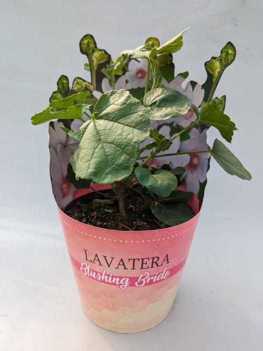 <h4>Lavatera 'Blushing bride ' 17 cm in potcover</h4>