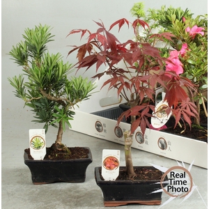 BONSAI GEM