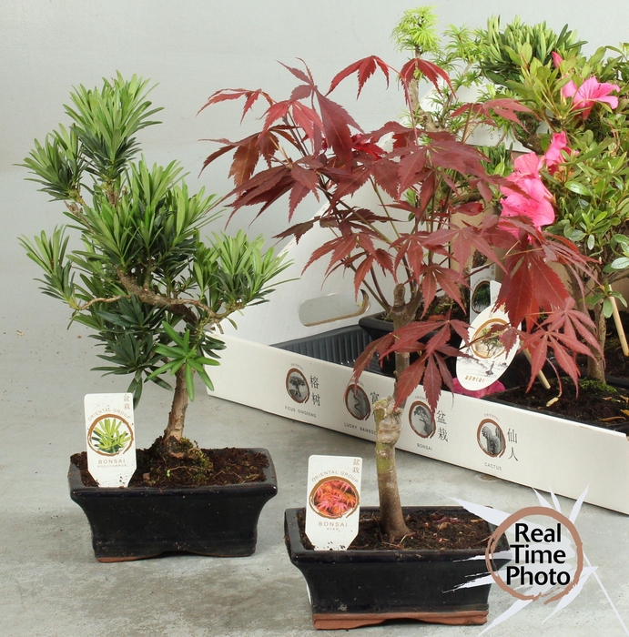 <h4>BONSAI GEM</h4>