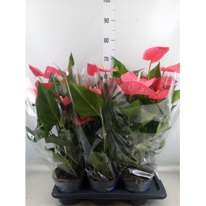 Anthurium  'Karma Pink'