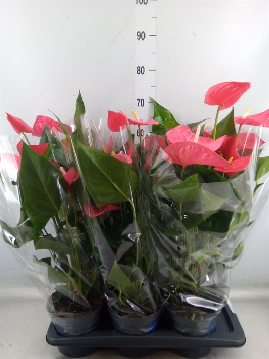 <h4>Anthurium  'Karma Pink'</h4>
