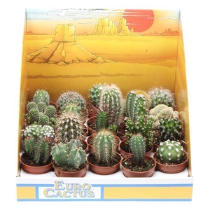Cactus mix in showdoos