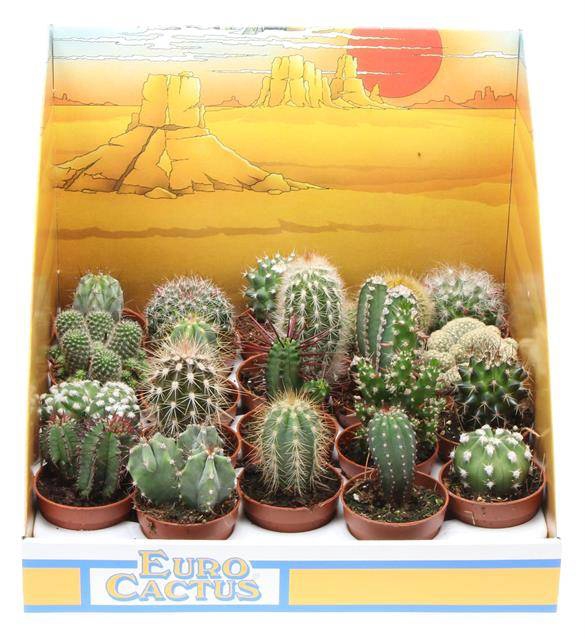 <h4>Cactus mix in showdoos</h4>