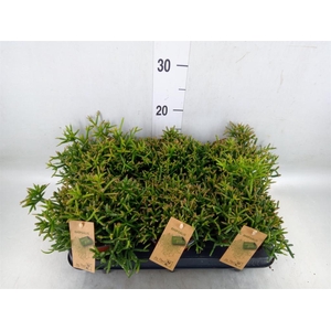 Rhipsalis burchellii