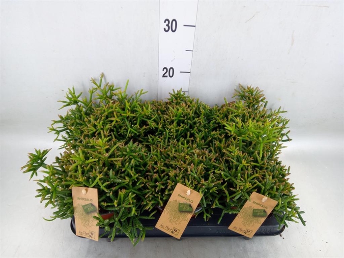<h4>Rhipsalis burchellii</h4>