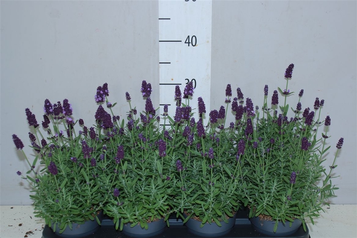 <h4>Lavandula An Hidcote</h4>