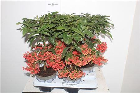 <h4>Ardis Crenata 4-4</h4>