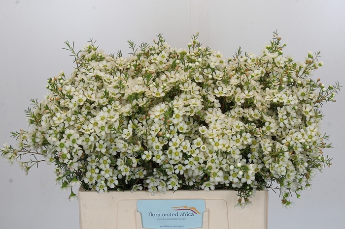<h4>Chamelaucium Ivory Pearl</h4>