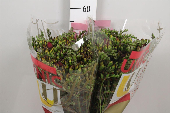 <h4>Fr Du Fuego</h4>