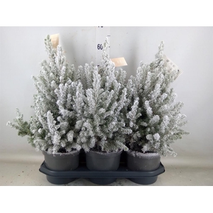 Picea glauca 'December'