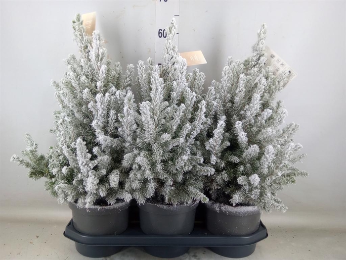 <h4>Picea glauca 'December'</h4>