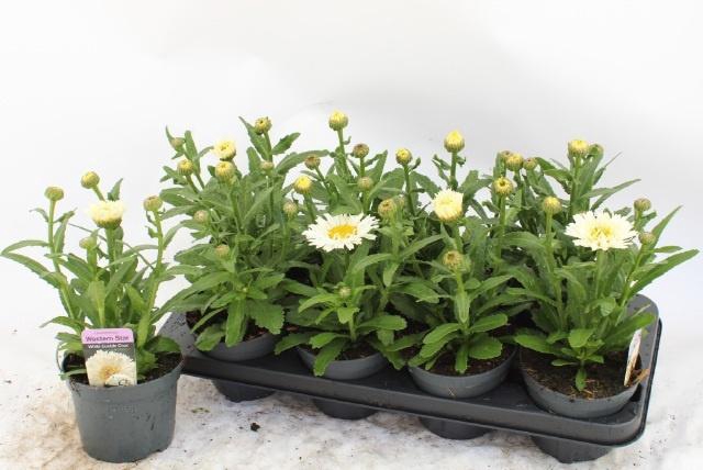 <h4>LEUC MAXIMUM</h4>