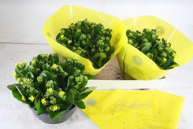 <h4>KAL EN COTO YELLOW</h4>