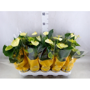 Anthurium andr. 'Vanilla'