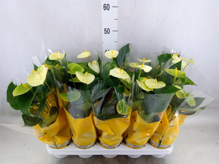<h4>Anthurium andr. 'Vanilla'</h4>