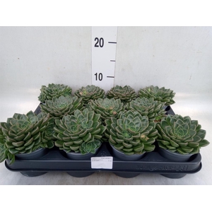 Graptopetalum tacitus