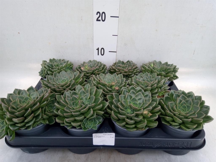 <h4>Graptopetalum tacitus</h4>