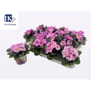 PRIM AC OBSID ROSE A