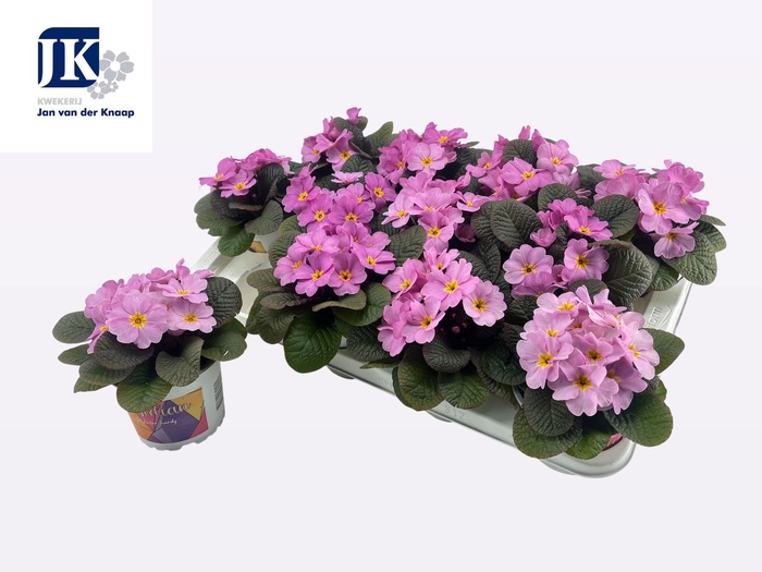 <h4>PRIM AC OBSID ROSE A</h4>