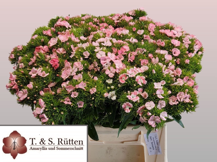 <h4>DI BARB BARBARELLA PINK DI BARB B P</h4>