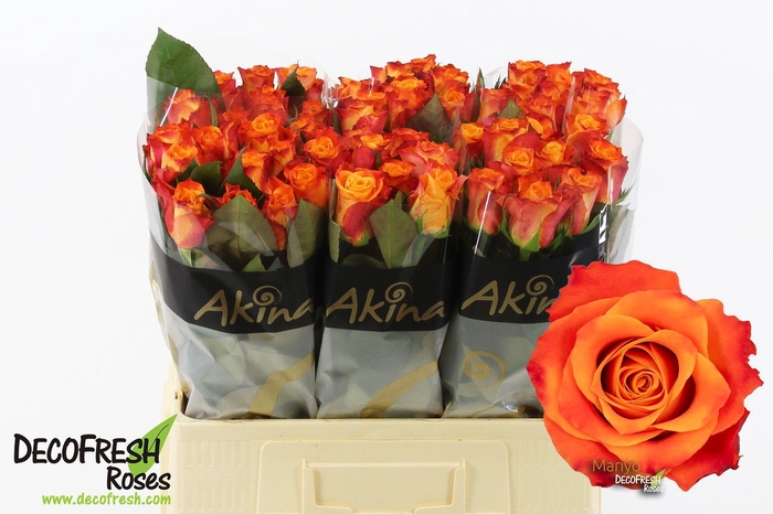 <h4>R Gr Mariyo</h4>