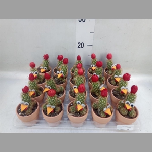 Cactus   ...decorated