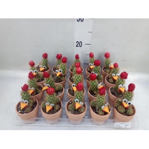 Cactus   ...decorated