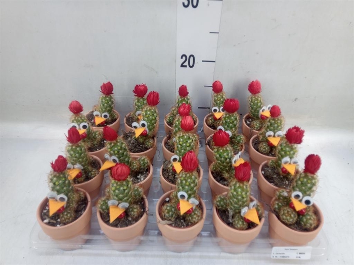 <h4>Cactus   ...decorated</h4>